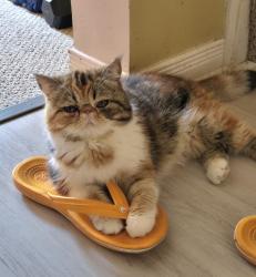 Lost Female Cat last seen Jordan/Jefferson, Brampton, ON L6S 2M6