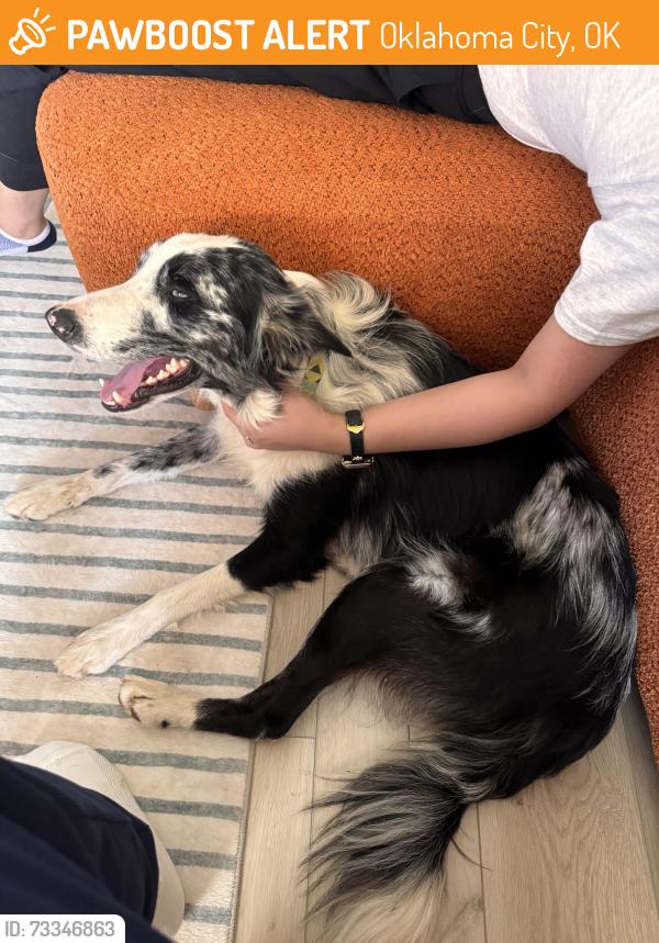 Found/Stray Male Dog last seen N Blackwelder and Penn, Oklahoma City, OK 73114