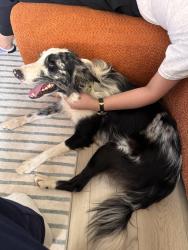 Found/Stray Male Dog last seen N Blackwelder and Penn, Oklahoma City, OK 73114