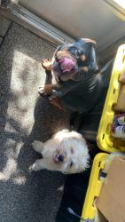 Lost Male Dog last seen Beddington st. HP NC, High Point, NC 27260