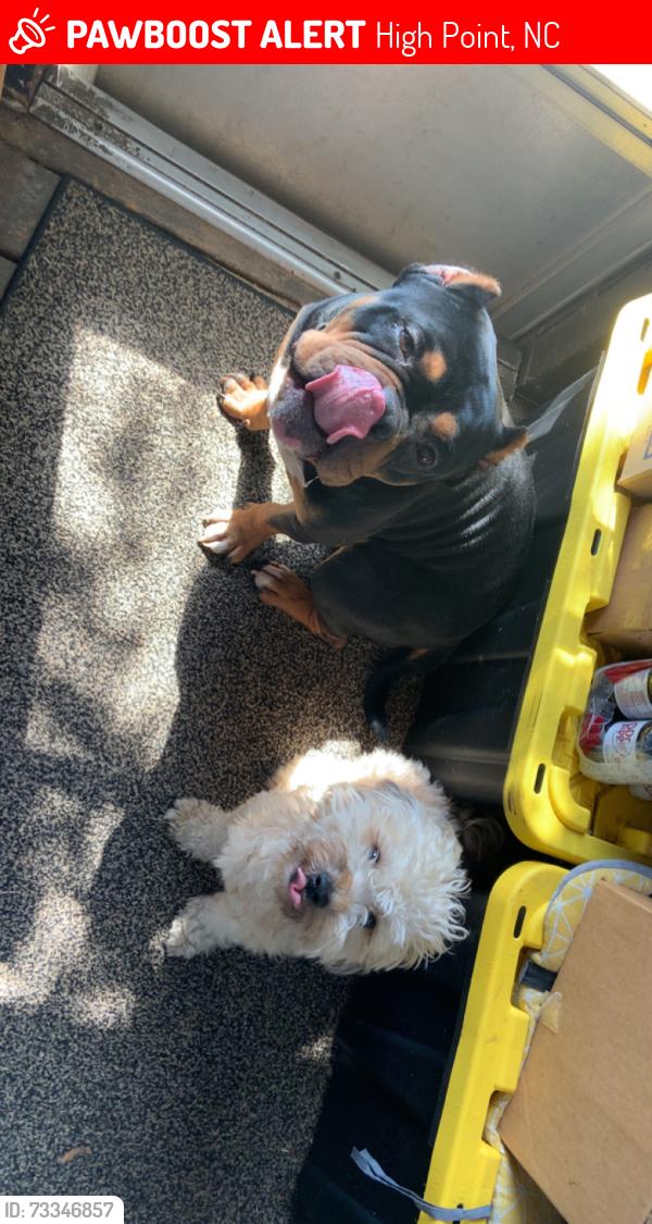 Lost Male Dog last seen Beddington st. HP NC, High Point, NC 27260
