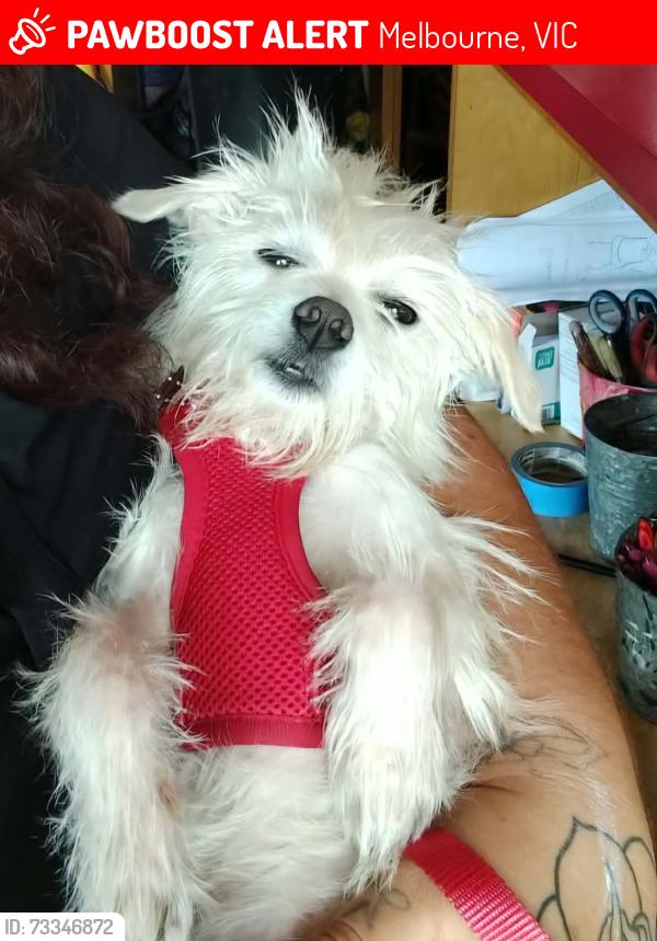 Lost Male Dog last seen pinecone rd melbourne fl, Melbourne, VIC 