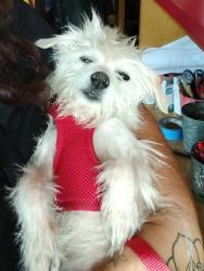 Lost Male Dog last seen pinecone rd melbourne fl, Melbourne, VIC 