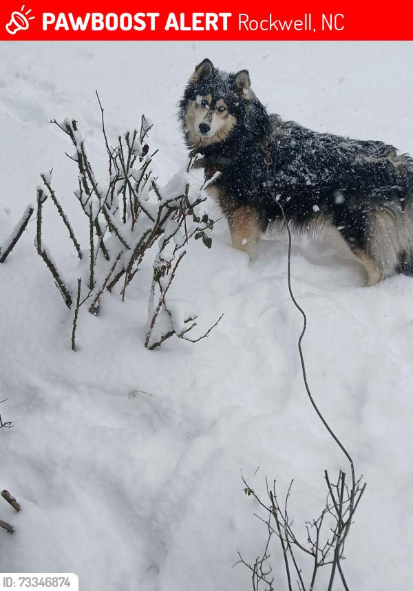Lost Female Dog last seen Organ Church rd. By Cheesemans, Rockwell, NC 28138