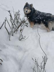 Lost Female Dog last seen Organ Church rd. By Cheesemans, Rockwell, NC 28138