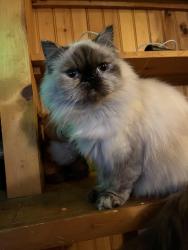 Lost Female Cat last seen Garrick ave, Warren, MI 48091