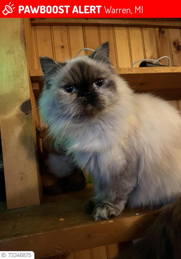 Lost Female Cat last seen Garrick ave, Warren, MI 48091