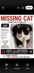 Lost Male Cat last seen 40th and New Jersey st Indianapolis, Indianapolis, IN 46205