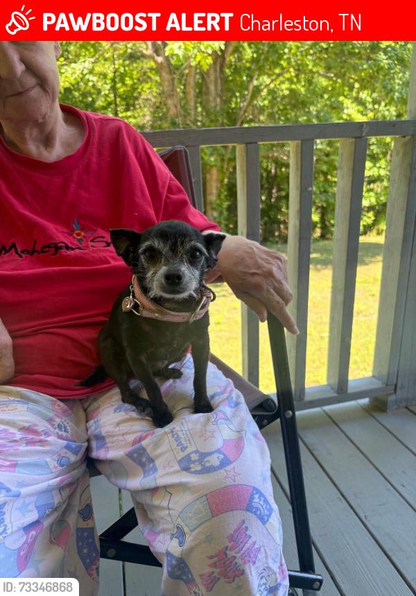 Lost Female Dog last seen Near Lookout Tower Rd, Charleston, TN 37310