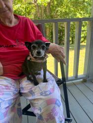 Lost Female Dog last seen Near Lookout Tower Rd, Charleston, TN 37310