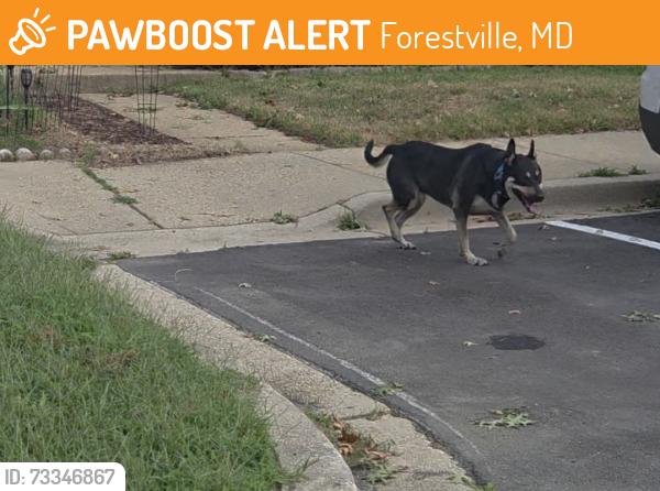 Found/Stray Unknown Dog last seen Forrest run drive, Forestville, MD 20747
