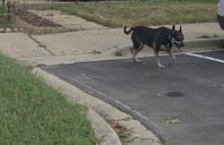 Found/Stray Unknown Dog last seen Forrest run drive, Forestville, MD 20747