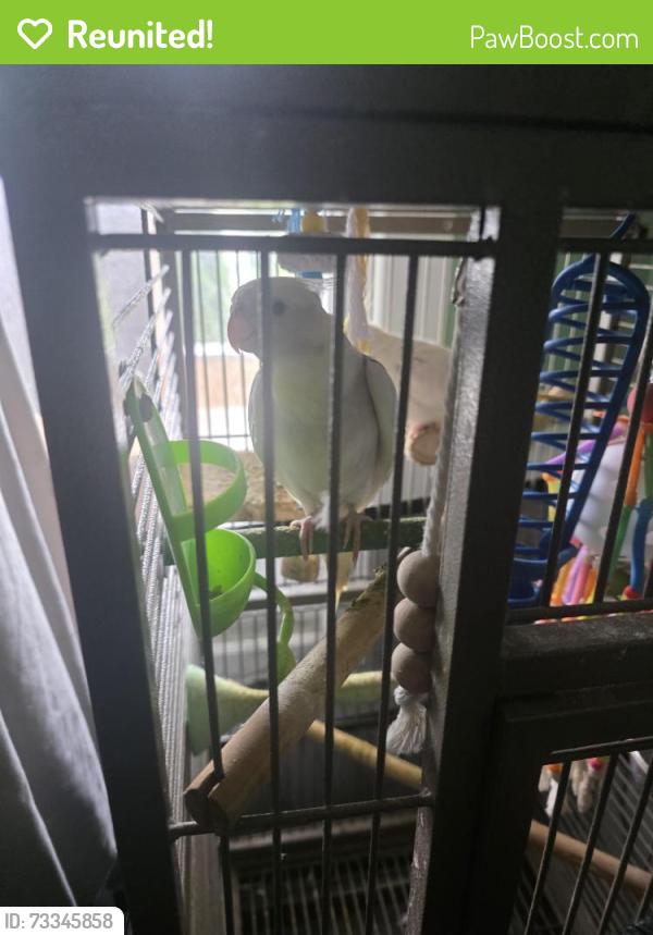 Reunited Female Bird last seen Preston Ave and congdon ave, Elgin, IL 60120
