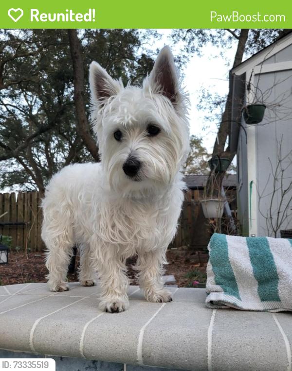 Reunited Female Dog last seen Memorial and Beal Pkwy, Fort Walton Beach, FL 32549