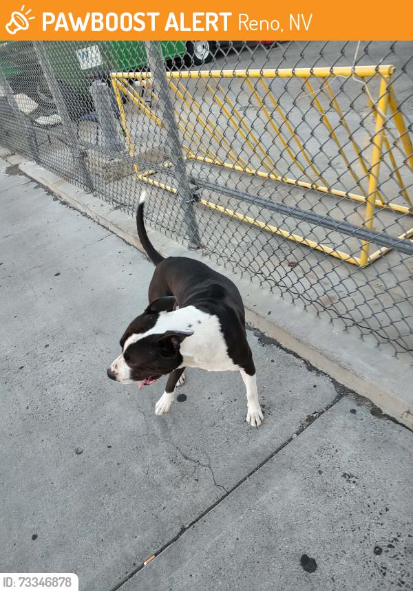 Found/Stray Male Dog last seen Ferrariin front of alsco uniforms, Reno, NV 89512
