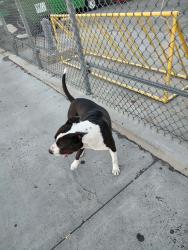 Found/Stray Male Dog last seen Ferrariin front of alsco uniforms, Reno, NV 89512