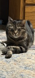 Lost Female Cat last seen Green mountain Shirley Gordon, Woodland, WA 98674
