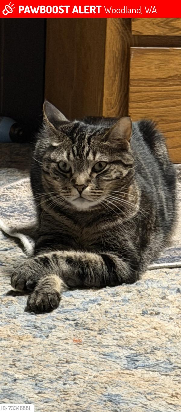 Lost Female Cat last seen Green mountain Shirley Gordon, Woodland, WA 98674
