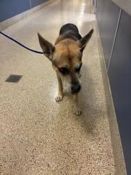 Shelter Stray Male Dog last seen NW 156 ST & NW 44 CT, 3599 NW 79th Ave, Doral, FL 33122, USA