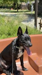Lost Female Dog last seen Hooper and Florence, Los Angeles, CA 90001