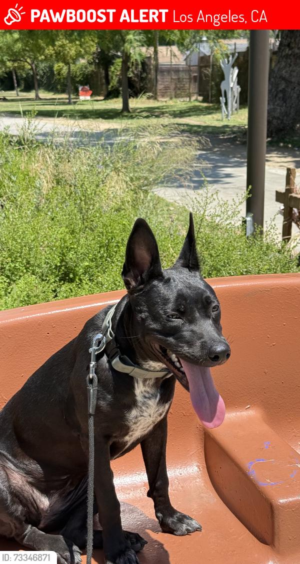 Lost Female Dog last seen Hooper and Florence, Los Angeles, CA 90001