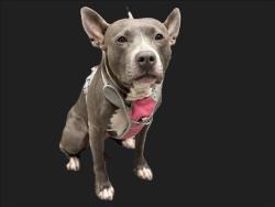 Shelter Stray Female Dog last seen , 3201 Lacy St, Los Angeles, CA 90031, USA