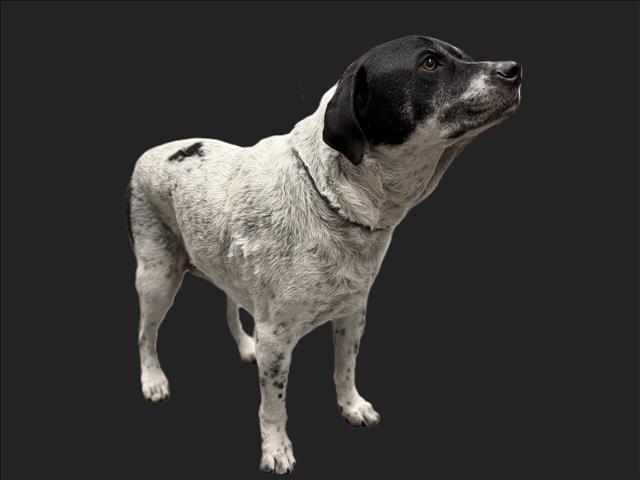 Shelter Stray Male Dog last seen , 3201 Lacy St, Los Angeles, CA 90031, USA