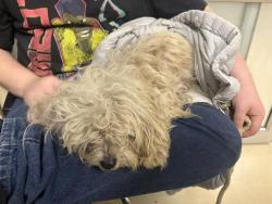 Shelter Stray Female Dog last seen Near BLOCK N 33RD ST, 3839 W Burnham St, West Milwaukee, WI 53215, USA