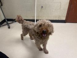 Shelter Stray Male Dog last seen Near BLOCK W SILVER SPRING DR, 3839 W Burnham St, West Milwaukee, WI 53215, USA