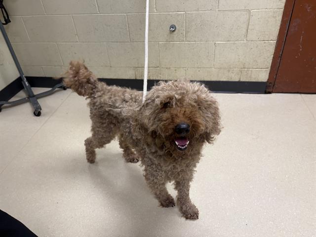 Shelter Stray Male Dog last seen Near BLOCK W SILVER SPRING DR, 3839 W Burnham St, West Milwaukee, WI 53215, USA