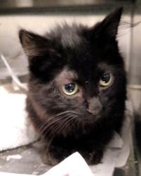 Shelter Stray Male Cat last seen , 1850 W 60th St, Los Angeles, CA 90047, USA