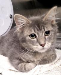 Shelter Stray Male Cat last seen , 1850 W 60th St, Los Angeles, CA 90047, USA