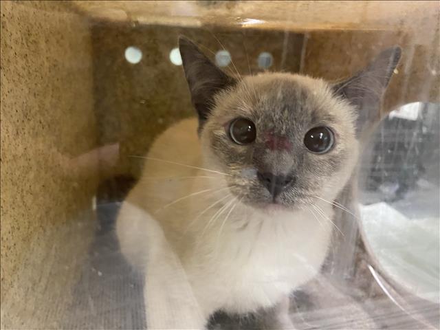 Shelter Stray Unknown Cat last seen , 1850 W 60th St, Los Angeles, CA 90047, USA