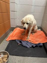 Shelter Stray Male Dog last seen Near BLOCK OF MOUNT VERNON, 4950 SW Triana Blvd, Huntsville, AL 35805, USA