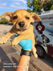 Shelter Stray Female Dog last seen LARK, 4710 TX-151, San Antonio, TX 78227, USA