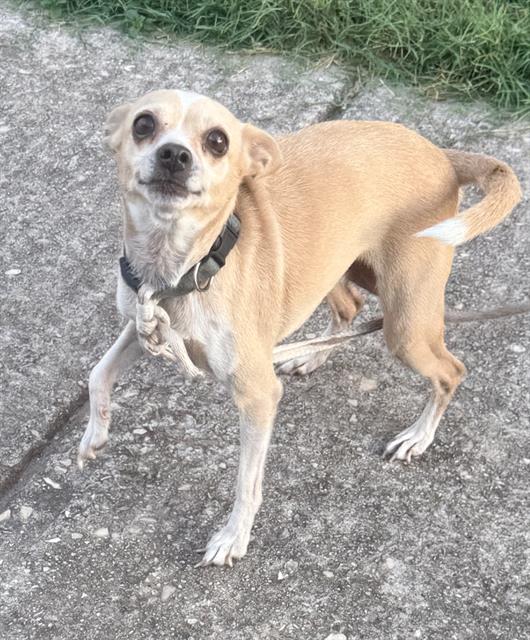 Shelter Stray Female Dog last seen Near BLOCK SKELTON, 4710 TX-151, San Antonio, TX 78227, USA