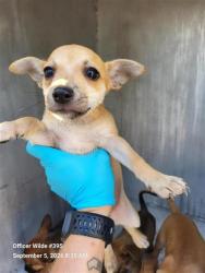 Shelter Stray Female Dog last seen LARK, 4710 TX-151, San Antonio, TX 78227, USA