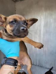 Shelter Stray Male Dog last seen LARK, 4710 TX-151, San Antonio, TX 78227, USA