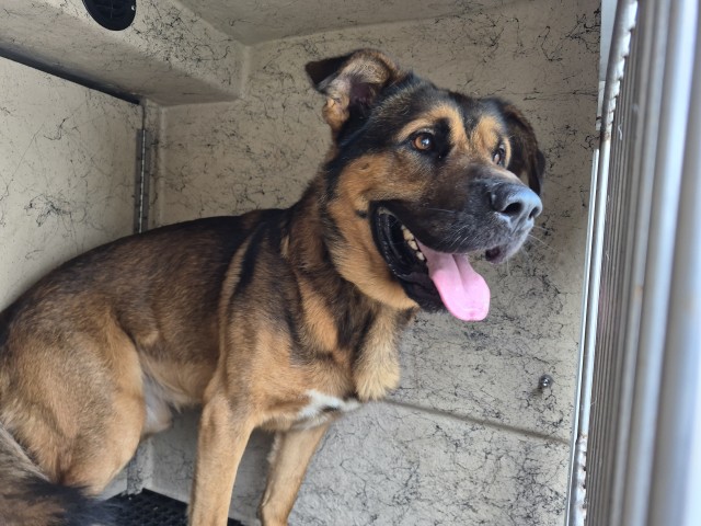 Shelter Stray Male Dog last seen Near BLOCK RUTHERFORD ST, DETROIT, MI 48235 Q, 7401 Chrysler Dr, Detroit, MI 48211, USA