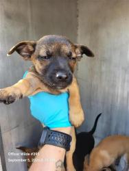 Shelter Stray Male Dog last seen LARK, 4710 TX-151, San Antonio, TX 78227, USA