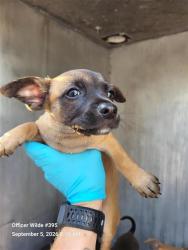 Shelter Stray Female Dog last seen LARK, 4710 TX-151, San Antonio, TX 78227, USA