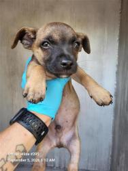 Shelter Stray Female Dog last seen LARK, 4710 TX-151, San Antonio, TX 78227, USA