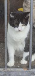 Shelter Stray Male Cat last seen Near BLOCK STOCKTON ST, DETROIT, MI, 7401 Chrysler Dr, Detroit, MI 48211, USA