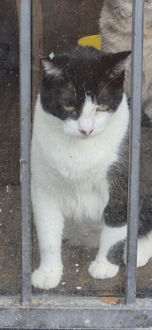 Shelter Stray Male Cat last seen Near BLOCK STOCKTON ST, DETROIT, MI, 7401 Chrysler Dr, Detroit, MI 48211, USA