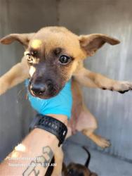 Shelter Stray Female Dog last seen LARK, 4710 TX-151, San Antonio, TX 78227, USA