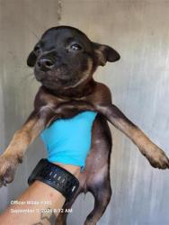 Shelter Stray Female Dog last seen LARK, 4710 TX-151, San Antonio, TX 78227, USA