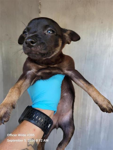 Shelter Stray Female Dog last seen LARK, 4710 TX-151, San Antonio, TX 78227, USA