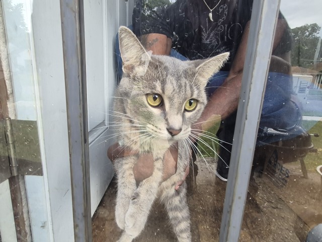 Shelter Stray Female Cat last seen Near BLOCK STOCKTON ST, DETROIT, MI, 7401 Chrysler Dr, Detroit, MI 48211, USA