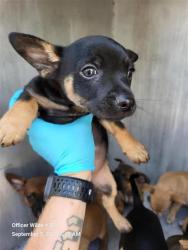 Shelter Stray Male Dog last seen LARK, 4710 TX-151, San Antonio, TX 78227, USA