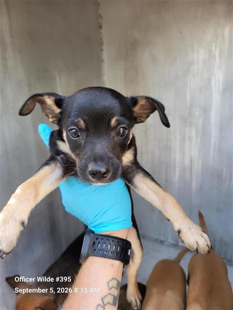 Shelter Stray Male Dog last seen LARK, 4710 TX-151, San Antonio, TX 78227, USA